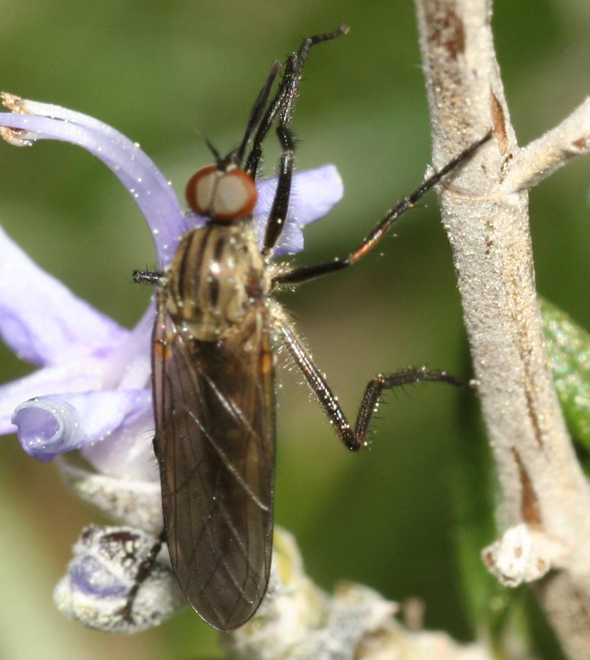 Empis aestiva M (Empididae).